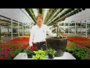Thriller, Filler & Spiller Annuals